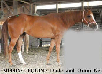 MISSING EQUINE Dude and Orion Near canterbury, CT, 06331